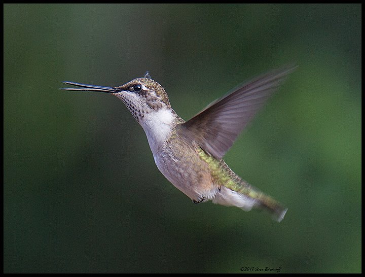 _3SB7604 rufous hummingbird female.jpg